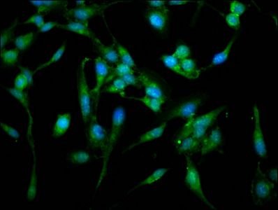 ARPC4 Antibody