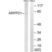 ARPP21 antibody