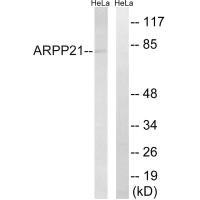 ARPP21 Antibody
