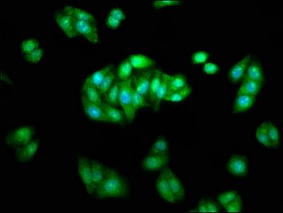 ARRB1 Antibody