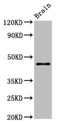 ARRB1 Antibody