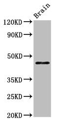 ARRB1 antibody