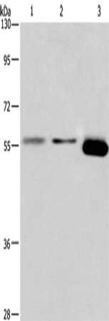ARRB1 Antibody