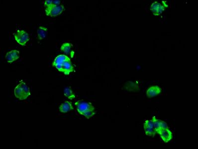 ARRDC1 Antibody