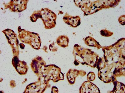 ARRDC1 Antibody