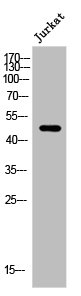 ARRDC1 antibody