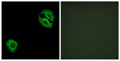 Collagen XIX α1 Antibody