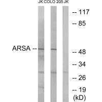 ARSA antibody
