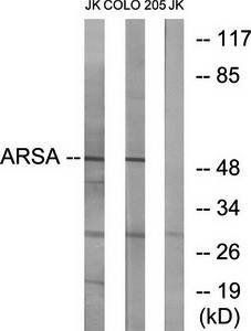 ARSA Antibody