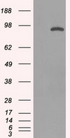 ARSB Antibody