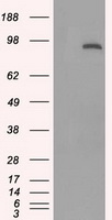 ARSB Antibody