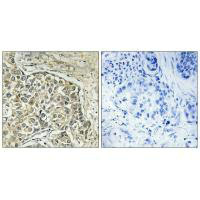 ARSD Antibody