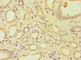 ARSF Antibody