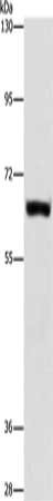 ARSF Antibody