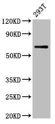 ARSH antibody