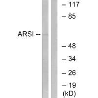 ARSI antibody