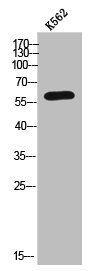 ARSK Antibody