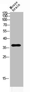 ART1 Antibody