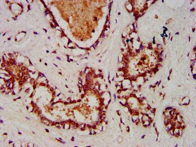 ART5 Antibody