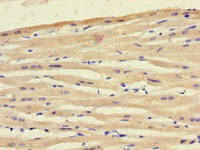 ART5 Antibody
