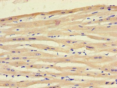 ART5 antibody