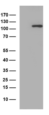 ERAP1 Antibody