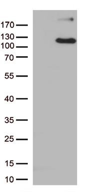 ERAP1 Antibody