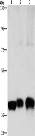 ASAH1 antibody