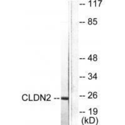 Claudin 2 Antibody