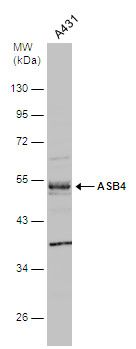 ASB4 antibody