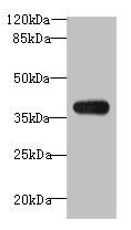 ASB7 antibody