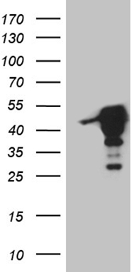 ASB8 Antibody