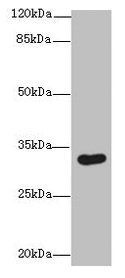 ASB8 antibody