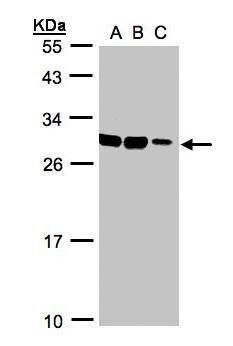 ASB9 antibody