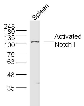 Activated Notch1 antibody