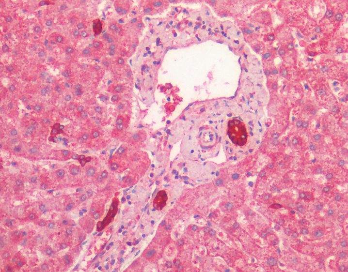 Goat anti-cytokeratin 19 (aa285-298) Antibody