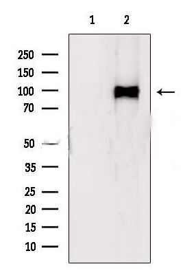 Notch 1 (Cleaved-Val1744) antibody