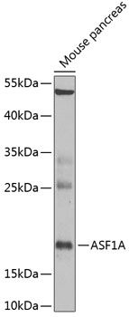 ASF1A antibody