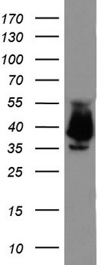 ASH2L Antibody