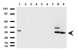 ASH2L Antibody