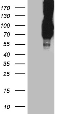 ASH2L Antibody