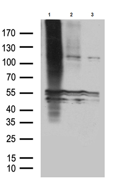 ASH2L Antibody