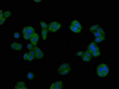 ASGR1 Antibody