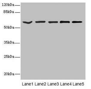 ASIC3 antibody