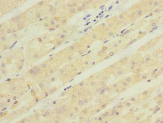 ASIC5 Antibody