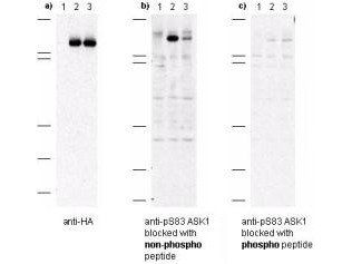 ASK-1 (phospho-S83) antibody