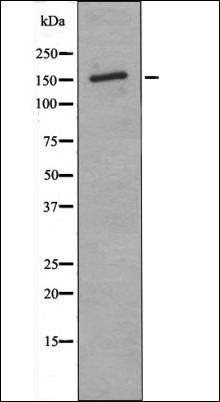 Phospho-ASK1 (Thr838) Antibody