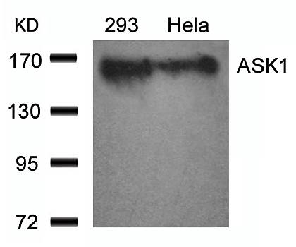 ASK1 (Ab-966) Antibody