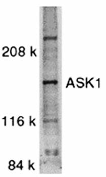 ASK1 Antibody