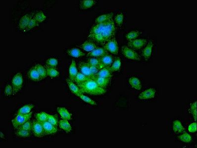 ASNA1 Antibody